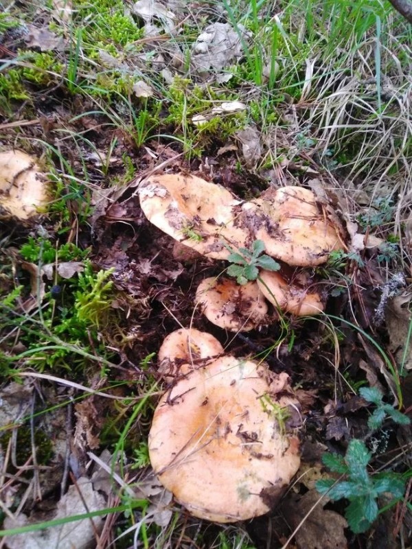 Vakalar artıyor! 2 kişi daha hastaneye kaldırıldı